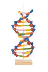 DNA Modeli Yapalım Deney Seti