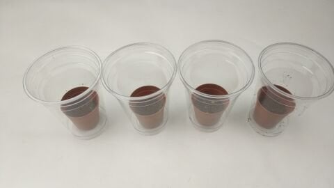 Fotosenteze Işık Renklerinin Etkisi