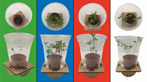 Fotosenteze Işık Renklerinin Etkisi